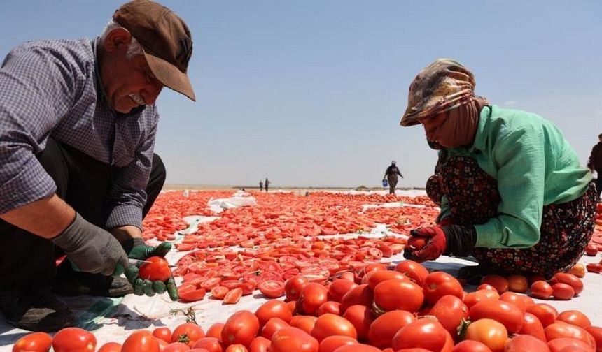 Diyarbakır’ın güneşinde kuruyor: Karacadağ domatesi dünya pazarında