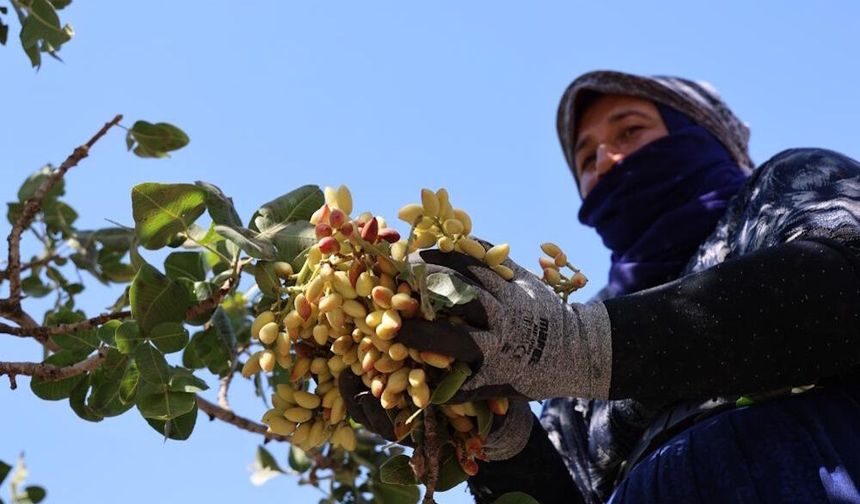 Diyarbakır’da 45 derecede “yeşil altın” hasadı