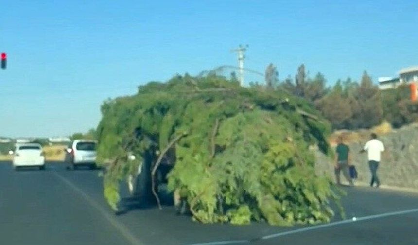 Diyarbakır trafiğinde akılalmaz görüntü: Yürüyen orman gibi!