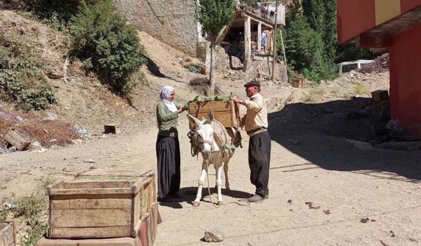 Diyarbakır’da ata tohumu domatesle dolan meydan: Kilosu 20 TL’den başlıyor