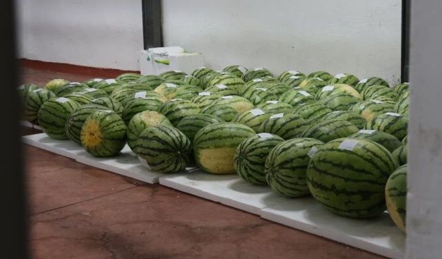 Ünlü Diyarbakır Karpuzları festivale hazırlanıyor!