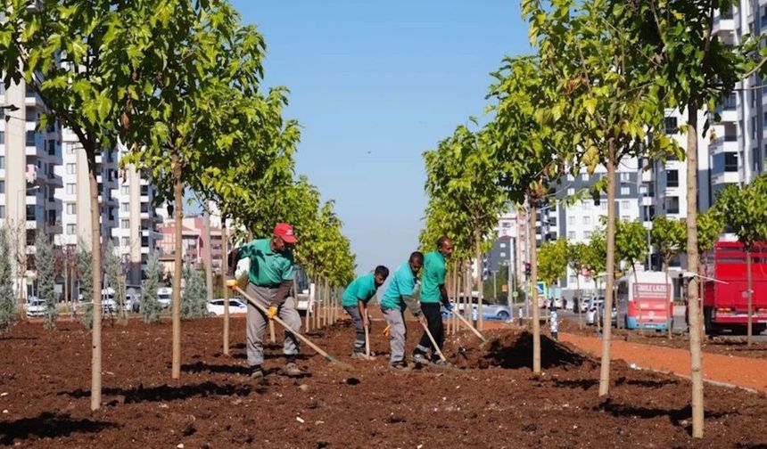 Diyarbakır yeşil kent oluyor: Binlerce ağaç dikildi