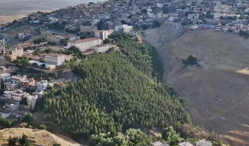 Diyarbakır’a kardeş şehirde tek başına çorak araziyi orman yaptı