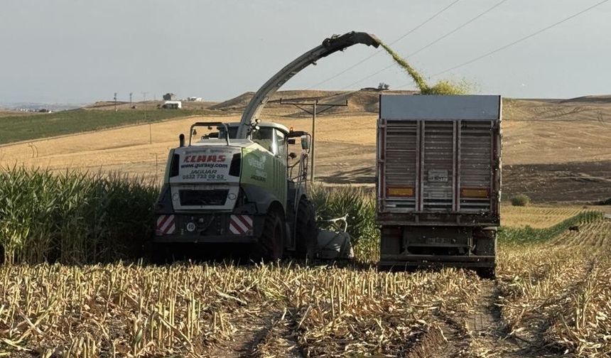 Diyarbakır'ın verimli topraklarında silajlık mısır hasadı: Çiftçiler umutlu