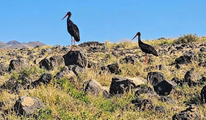 Diyarbakır'da leylek sürüsünde dikkat çeken görüntü: Kara leylek...