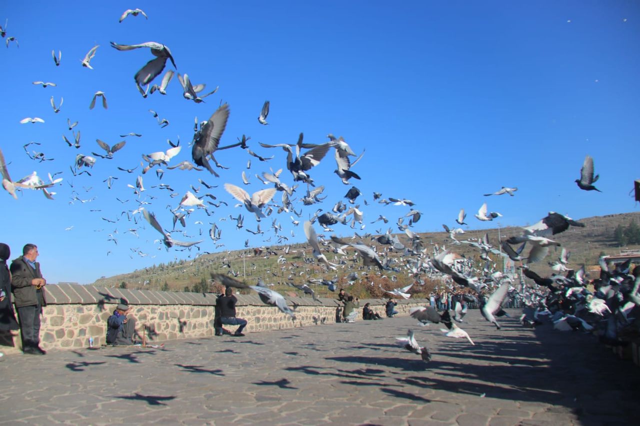 Diyarbakır güvercin 