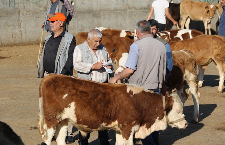 Diyarbakır hayvan pazarında hareketlilik başladı