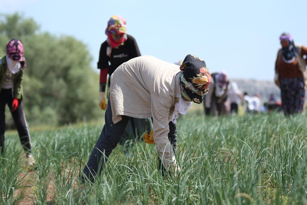 Diyarbakırlı çiftçi, 20 bin kişiye istihdam sağlıyor