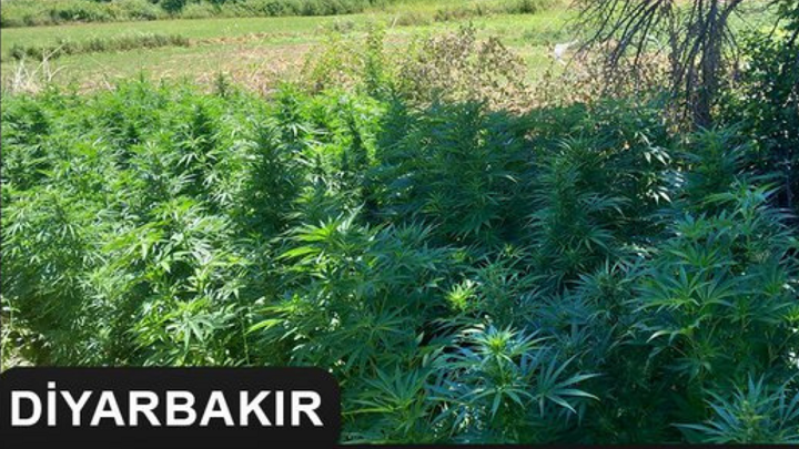 Uyuşturucu