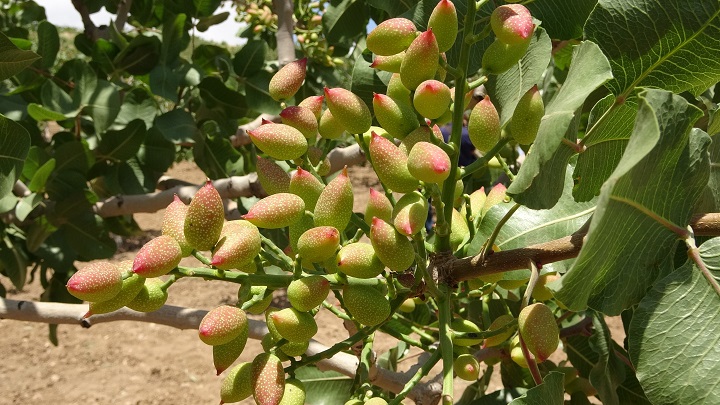 Siirt’te bin 500 üzeri fıstık bahçesi denetlendi