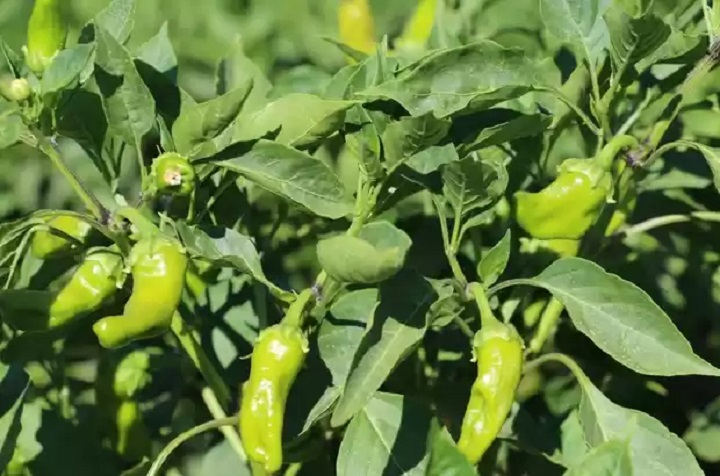 Diyarbakır’ın tescilli ürünü Çermik Biberi