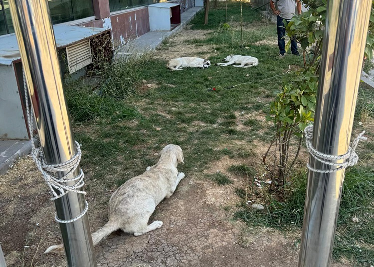 Diyarbakır Silvan Sokak Köpekleri