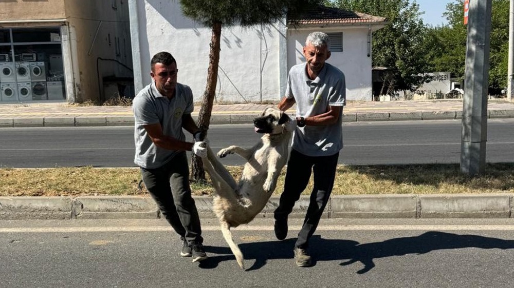 Diyarbakır’da Sokak Köpekleri Toplatılmaya Başlandı