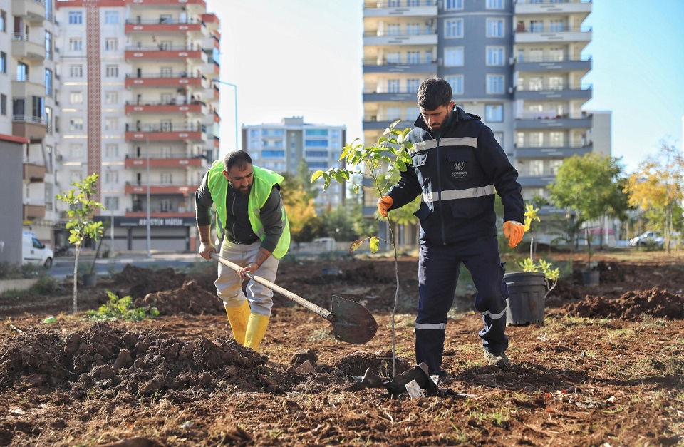 Diyarbakır’da Ağaçlar Bakımsızlıktan Kurudu! Belediye Harekete Geçti-1