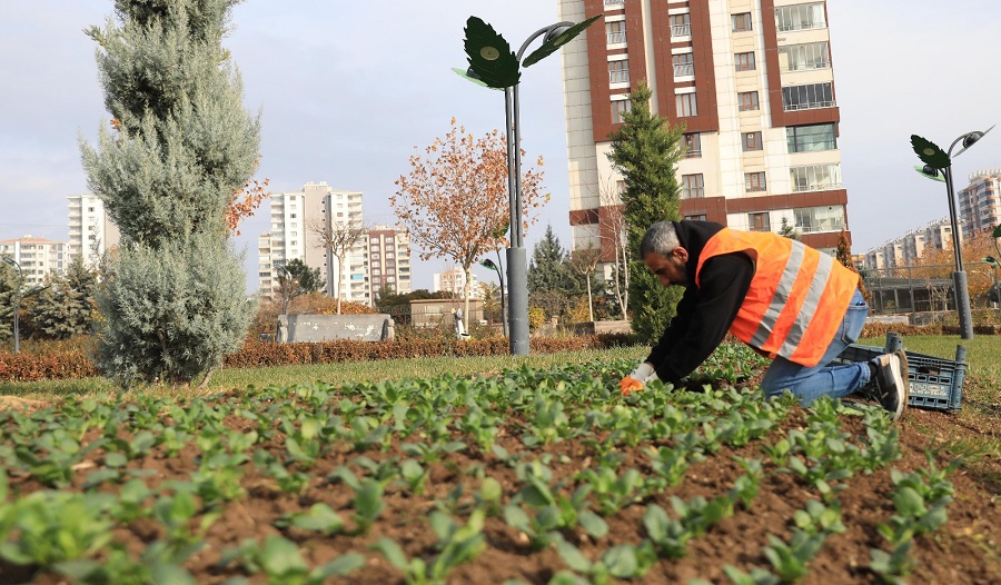 Diyarbakır’da Belediyeden Yeşil Alanlara Taze Dokunuş Bitki Çiçek