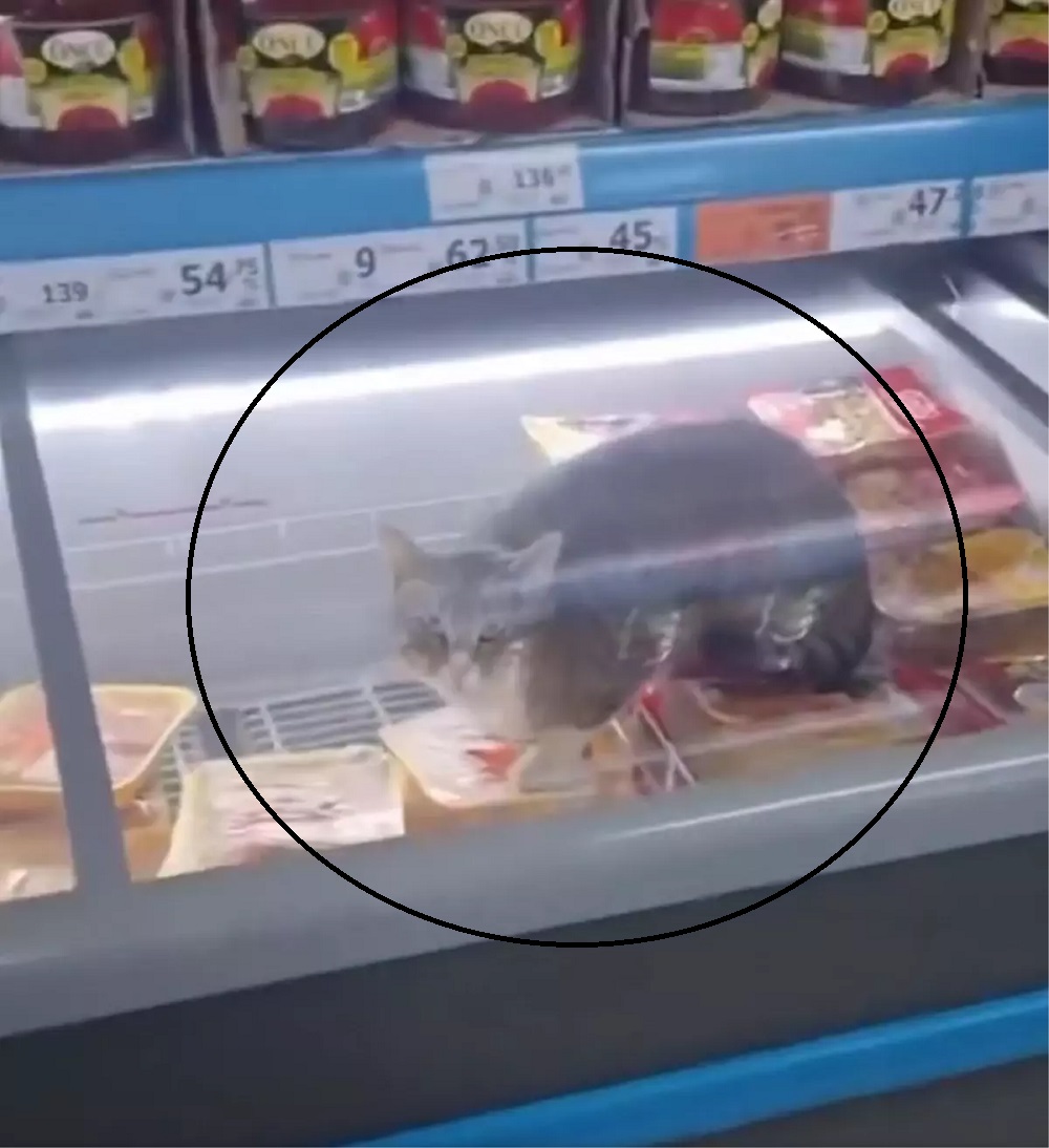 Kedi Zincir Marketteki Tavukları Yedi! Viral Oldu