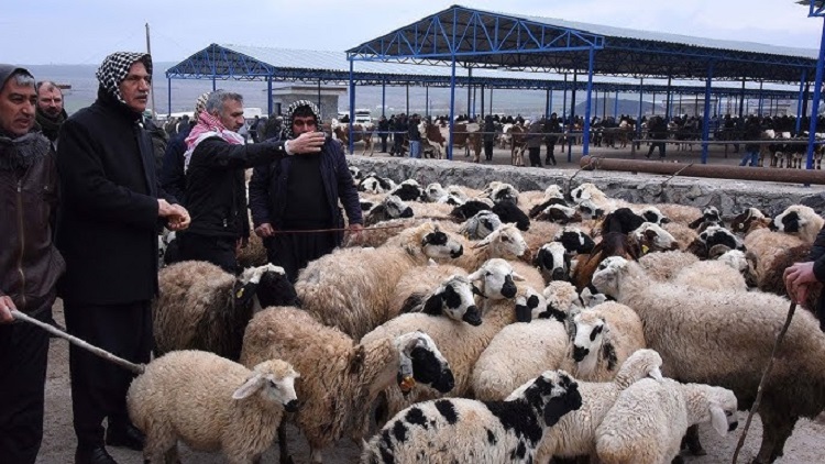 Urfa Siverek Hayvan Pazarı