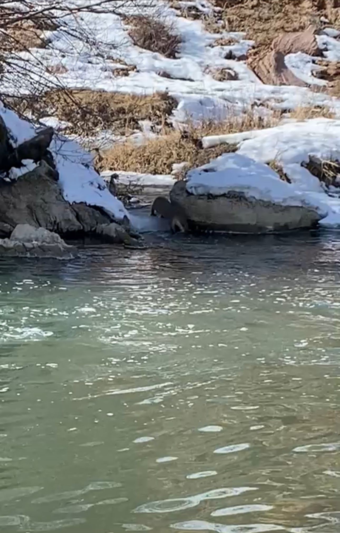 Nesli Tükenme Tehlikesiyle Karşı Karşıyaydı Hakkari’de Görüldü! (2)