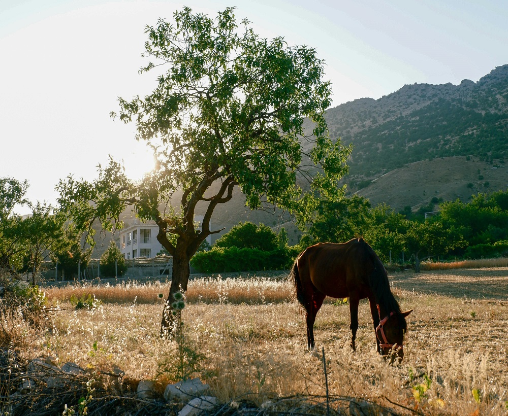 Bahçe Dağ At Hayvan Doğa