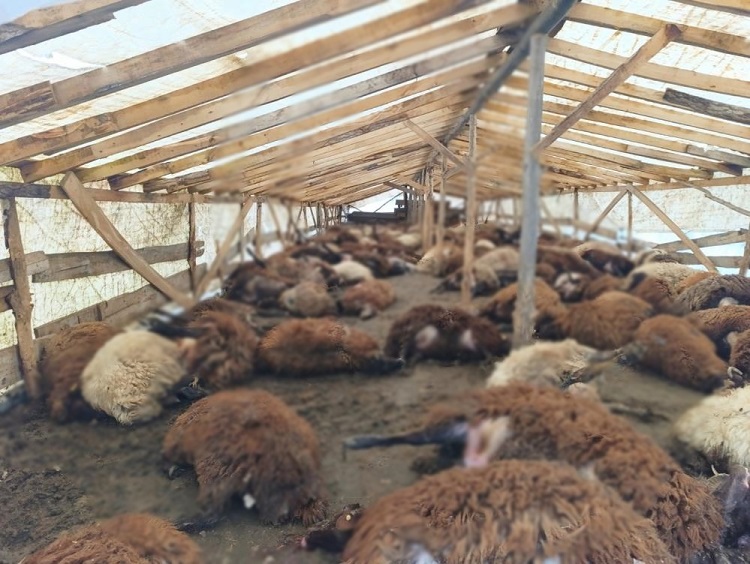 Ağrı’da Şiddetli Rüzgar 280 Küçükbaş Hayvan Öldü!