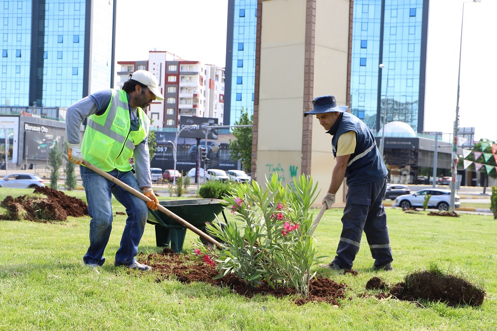 Diyarbakır’da 5 Kavşak Gülle Süsleniyor Yeşil Görünüme Kavuşuyor! (1)