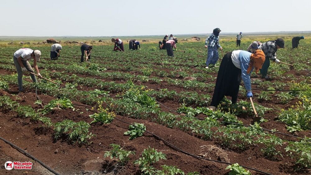 Diyarbakır’da Çapa Sezonu Başladı İşte Günlük Kazançları! Işçi Çapa Diyarbakır