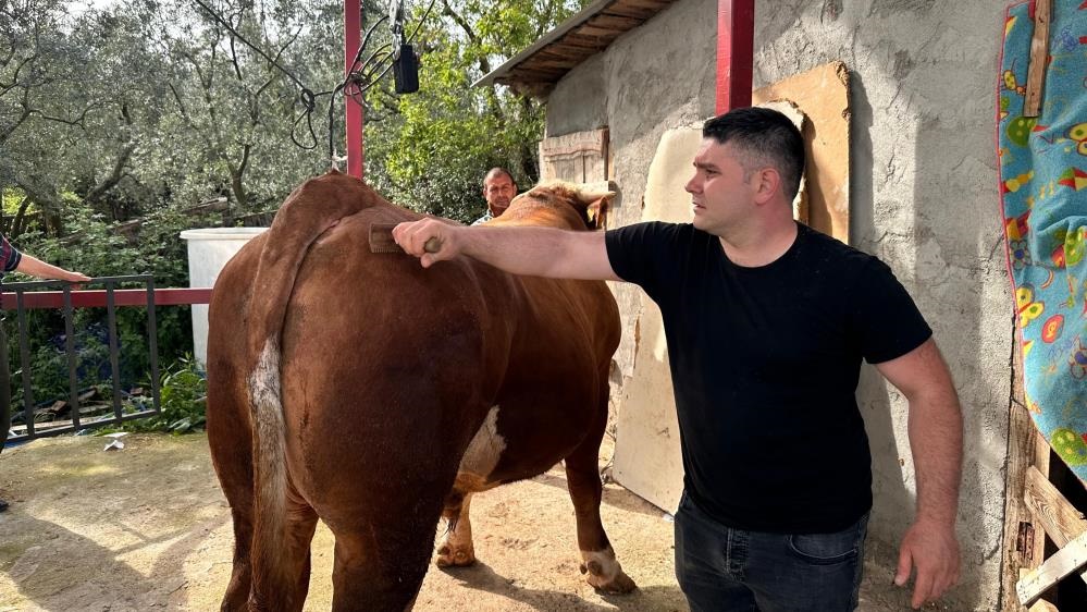 Otomobil Fiyatına Kurbanlık Boğa Ağızları Açık Bıraktı