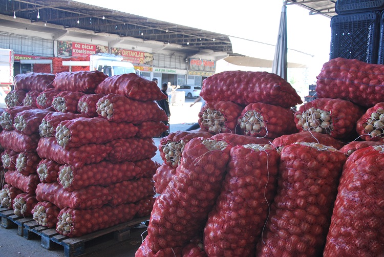 Soğan