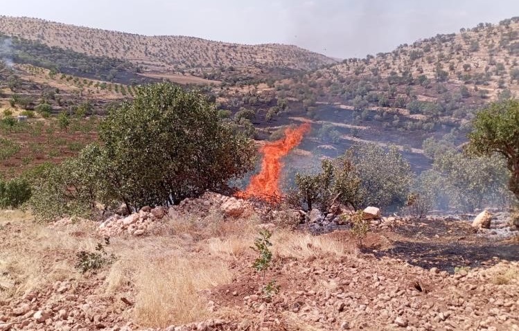 Mardin’de Anız Ve Orman Yangını Rüzgarın Etkisiyle Büyüdü