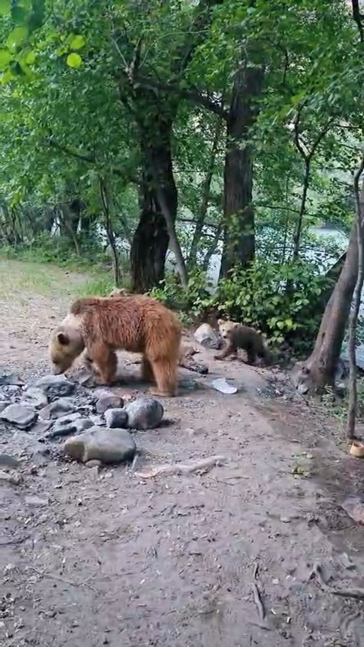 Tunceli’de Kamp Yapıyorlardı Davetsiz Misafirleri Şaşkına Uğrattı! (1)