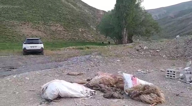 Yol Kenarına Attılar Hakkari’de O Görüntüler Tepki Çekti! (1)