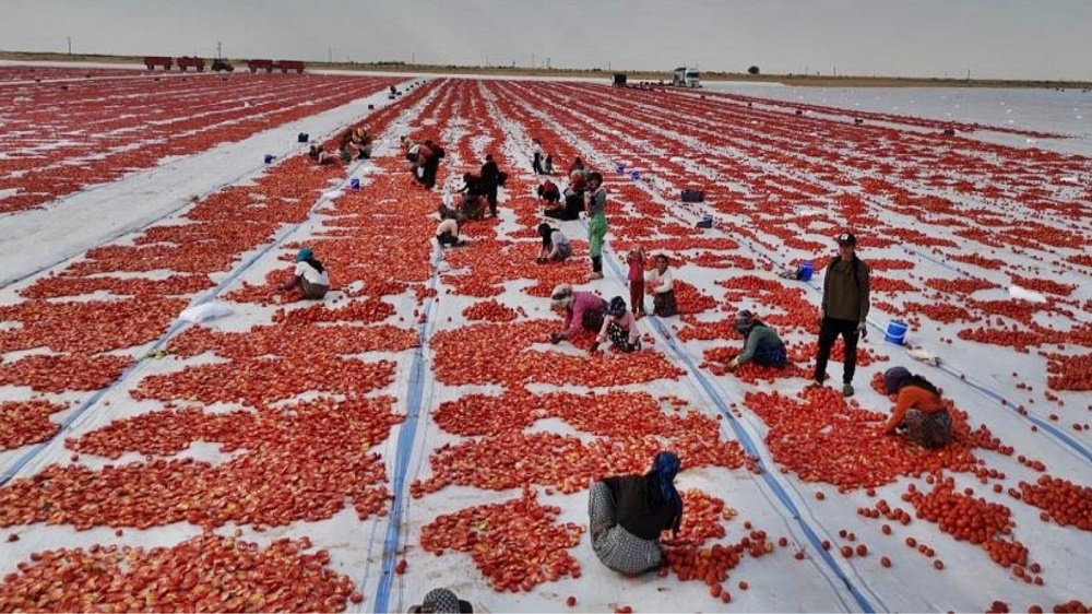 Diyarbakır Sıcağında Üretiliyor Avrupa’da Meze Oluyor! Domates