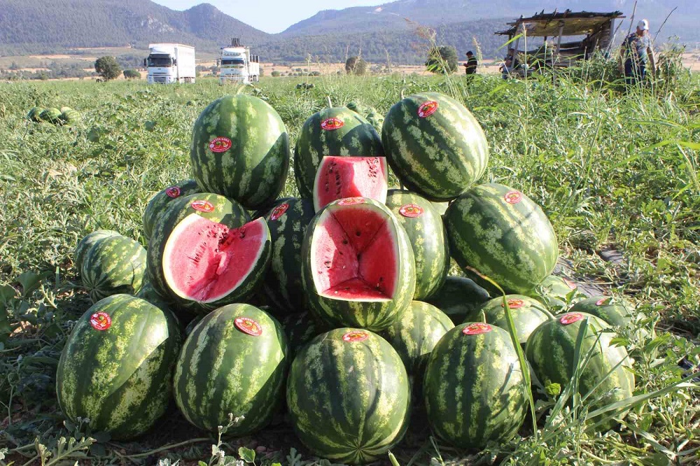 Diyarbakırlı Işçiler Hasat Ediyor Osmaneli Karpuzunda Sezon Başladı