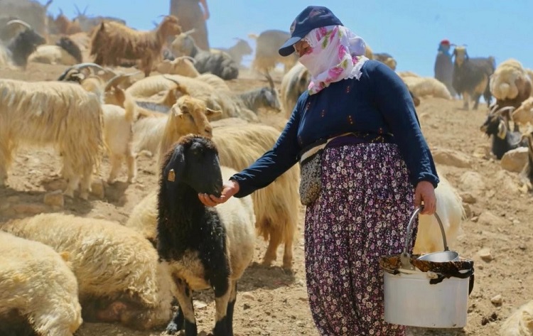 Hakkari’de Çalışmalar Sürüyor Süt Hijyeni Eğitimi Veriliyor! (1)