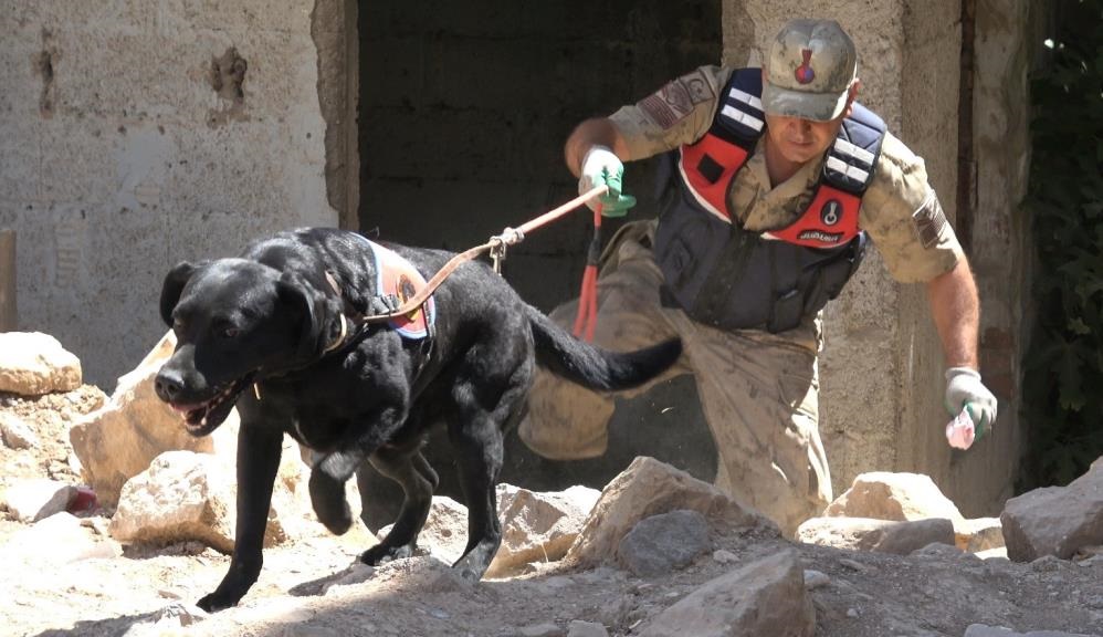 Jandarma Köpek Olay Yeri Arama Çalışması Ekipler Sokak