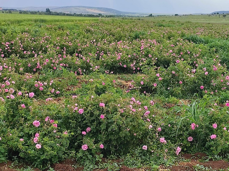 Müjde Geldi Diyarbakır ‘Gül Şehri’ Olacak! (2)