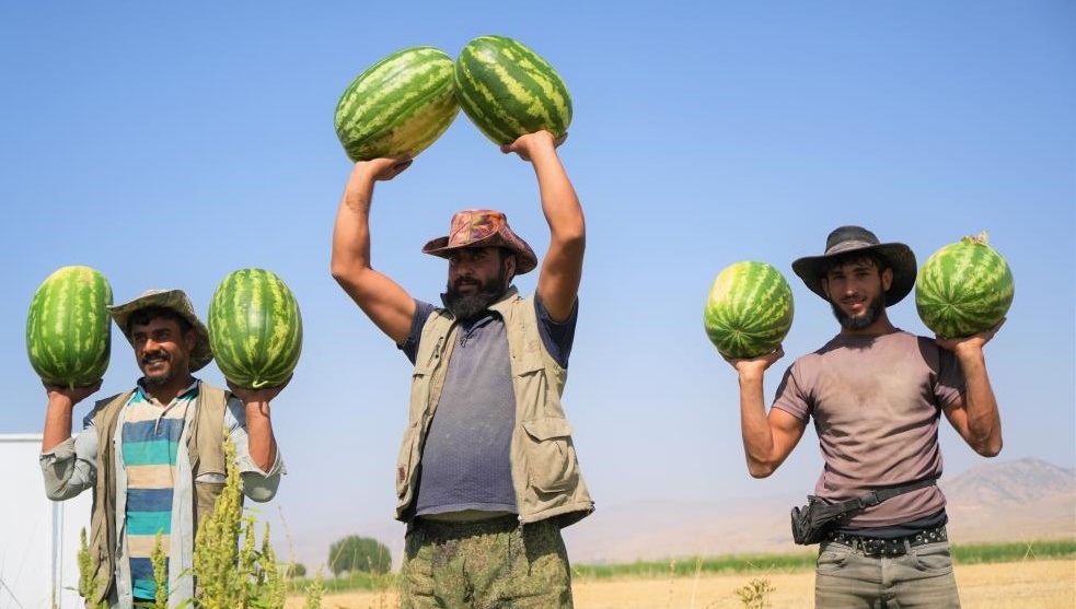 Diyarbakır ‘Muş Karpuzu’ Yiyecek Yola Çıktı!