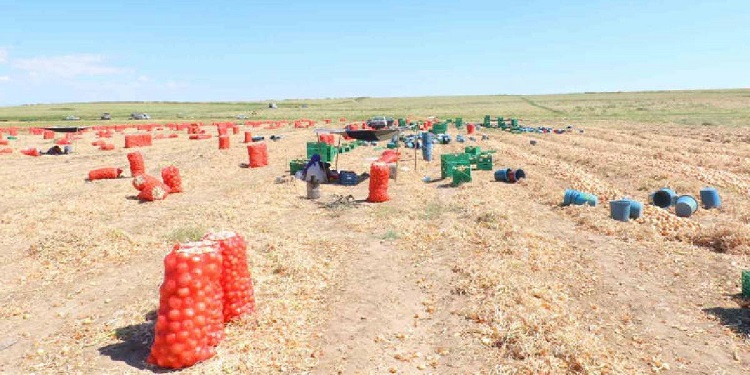 Diyarbakır’dan Ankara’ya Gidiyorlar 5 Yıldır Ekiyorlar! (3)