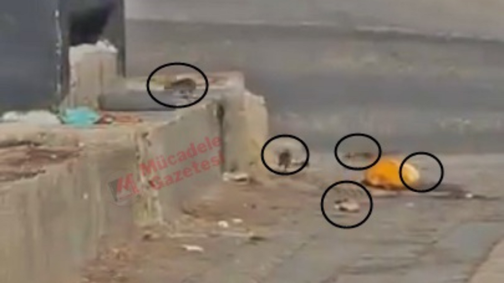 Diyarbakır’ın Işlek Caddesini Fareler Bastı İşte Görüntüleri
