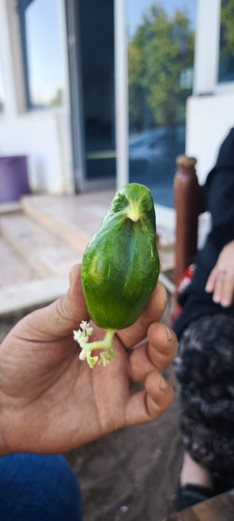 Diyarbakırlı Işletmecinin Bahçesindeki Ilginç Olay Salatalık Kuşa Dönüştü! (1)-1