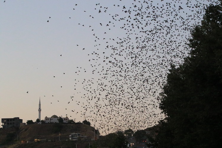 Diyarbakırlı Işletmecinin Bahçesindeki Ilginç Olay Salatalık Kuşa Dönüştü! (2)