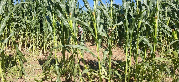 Elazığ’da Ortaya Çıktı 30 Dönüm Tarlayı Talan Etti!-1