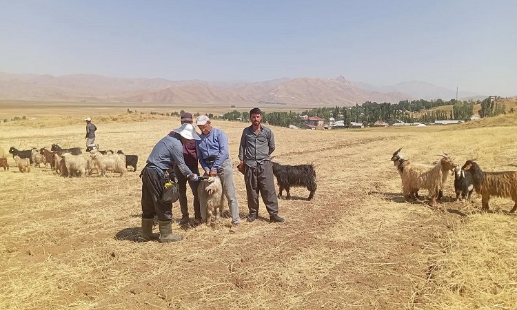 Hakkari’de Küçükbaş Hayvanlara Aşılama Ve Kimliklendirme Seferberliği! (1)