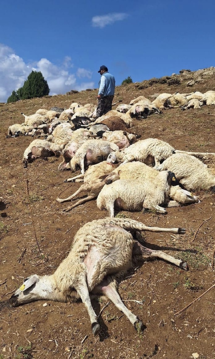 Tunceli'de Yıldırım Faciası 58 Küçükbaş Hayvan Öldü!-1