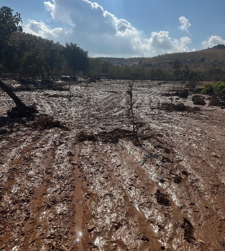 Adıyaman’da Yağmur Etkili Oldu Tarlalar Sular Altında!-1