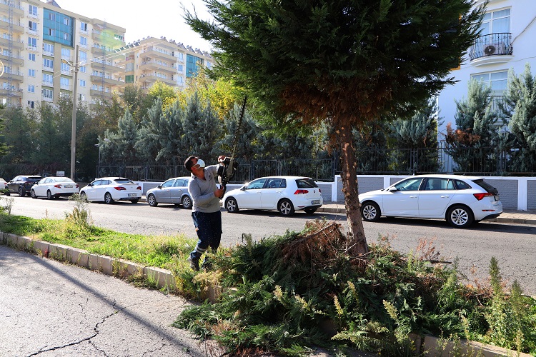Büyükşehir Duyurdu Diyarbakır’da Budama Çalışmaları Başladı!-1