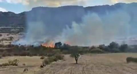 Diyarbakır'da Onlarca Ağaç Kül Oldu!
