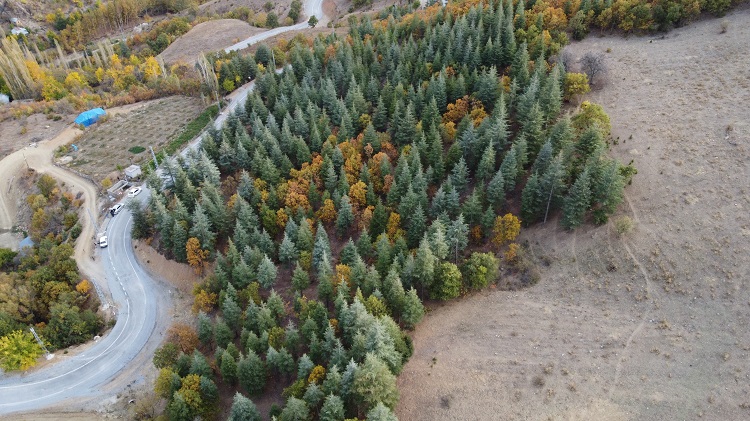 37 Yıl Önce Köylüler Dikmişti Ormana Döndü! (3)