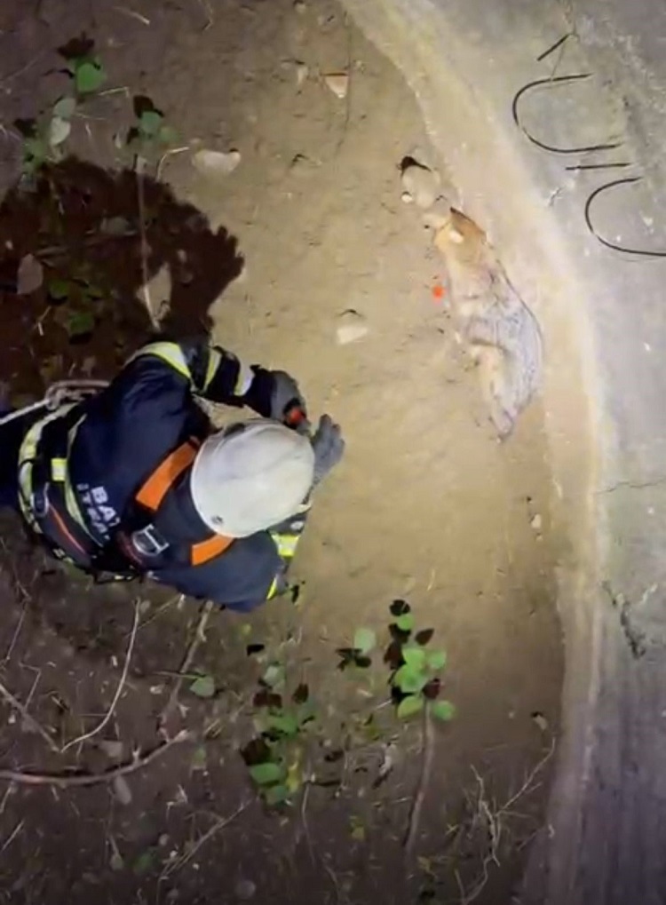 Batman’da Bir Çakal Su Kuyusuna Düştü Ekipler Tarafından Kurtarıldı (2)