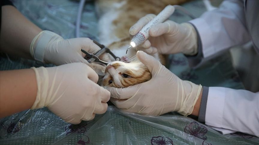 Dicle Üniversitesi'nden Bir Ilk Hayvanlara Diş Tedavisi Yapılıyor! (2)